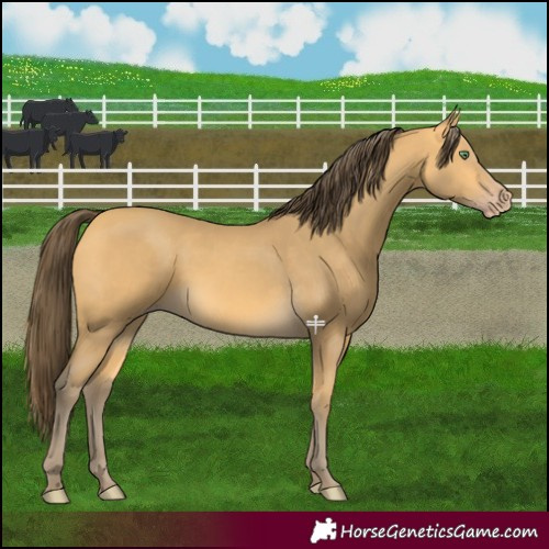 Horse Color:Amber Cream Champagne 