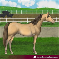 Horse Color:Amber Cream Champagne 