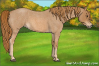Horse Color:Red Roan 