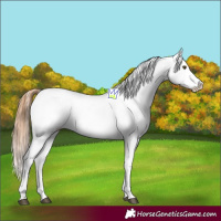 Horse Color:Red Dun Appaloosa 