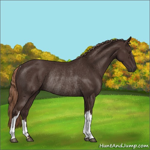 Horse Color:Liver Chestnut Rabicano 
