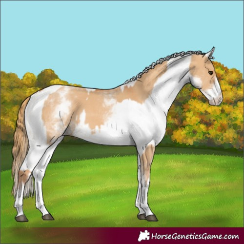 Horse Color:White Spotted Red Dun Rabicano and White Spotted Red Dun Rabicano