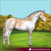 Horse Color:White Spotted Red Dun Rabicano  and White Spotted Red Dun Rabicano 
