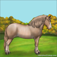 Horse Color:Liver Chestnut Pearl Rabicano 