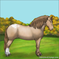 Horse Color:Black Pearl Appaloosa Rabicano 