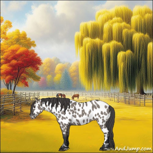 Horse Color:Grullo Appaloosa 