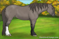 Horse Color:Grullo Varnish 
