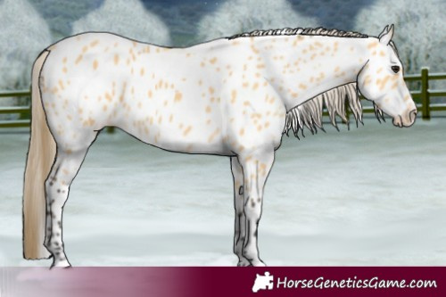 Horse Color:Buckskin Near Leopard 