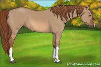 Horse Color:Red Dun 