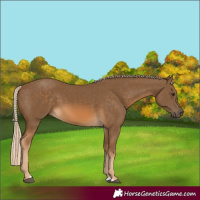Horse Color:Chocolate Palomino 