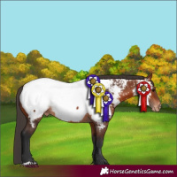 Horse Color:Bay Appaloosa 
