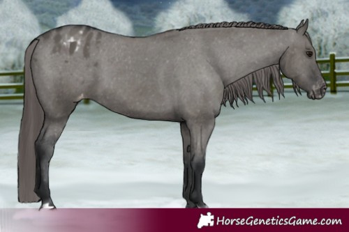 Horse Color:Grullo Appaloosa 