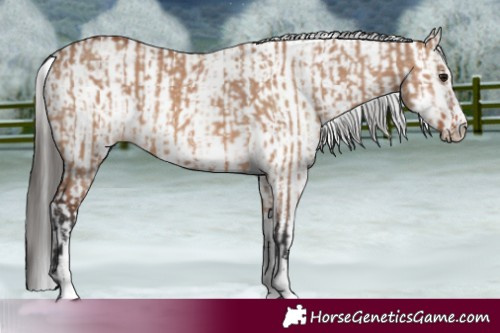 Horse Color:Bay Dun Sabino Rabicano and White Spotted Bay Dun Sabino Rabicano