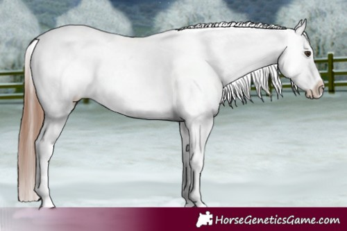 Horse Color:Red Dun Blanket 