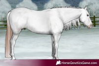 Horse Color:Red Dun Appaloosa 