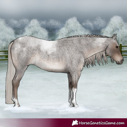 Horse Color:Silver Blue Roan Tobiano