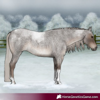 Horse Color:Silver Blue Roan Tobiano