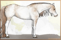 Horse Color:White Spotted Red Dun Rabicano  and White Spotted Red Dun Rabicano 
