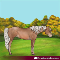 Horse Color:Silver Brown Pearl Rabicano 