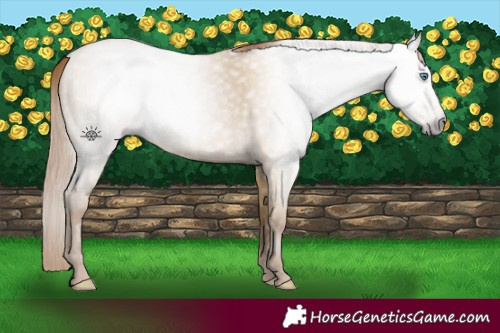 Horse Color:Gray Smoky Grullo Pearl 