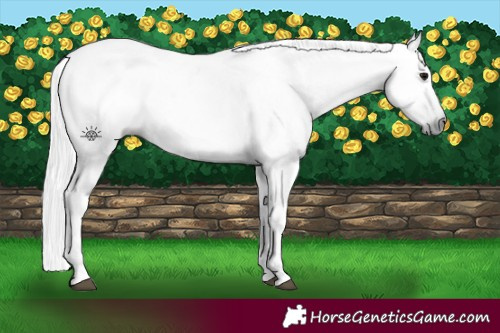 Horse Color:Gray Grullo 