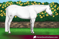 Horse Color:Gray Grullo 