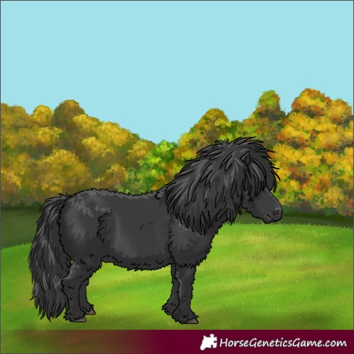 Horse Color:Black 