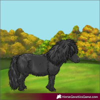 Horse Color:Black 