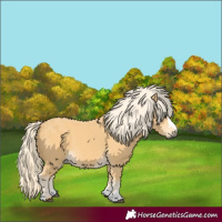 Horse Color:Palomino 