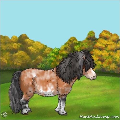 Horse Color:White Spotted Bay Sabino Frame