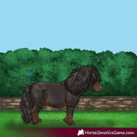Horse Color:Liver Chestnut Rabicano 