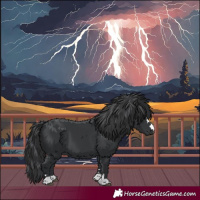 Horse Color:Black 