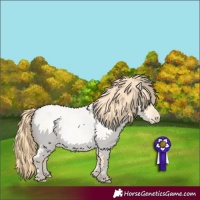 Horse Color:Buckskin Roan Pearl  and Buckskin Roan Pearl Rabicano 