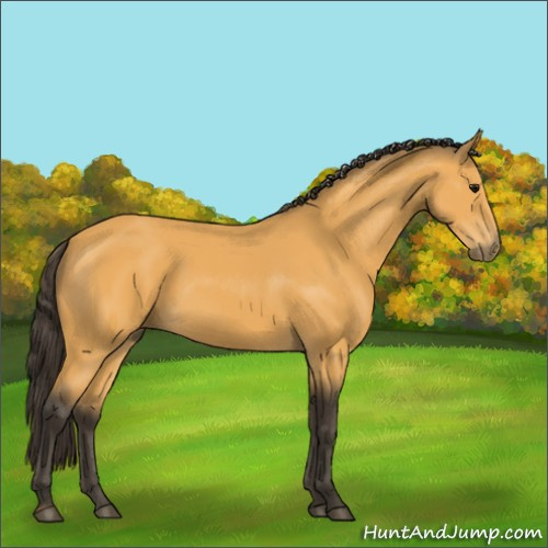 Horse Color:Buckskin 