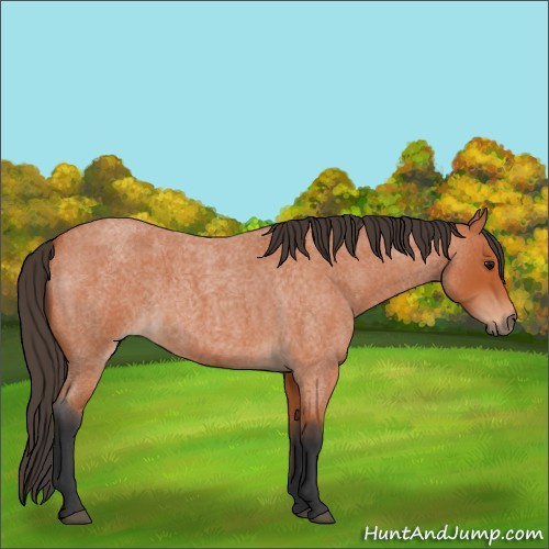 Horse Color:Bay Roan 