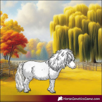 Horse Color:Palomino Near Leopard 