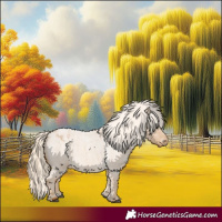 Horse Color:Palomino Roan Appaloosa