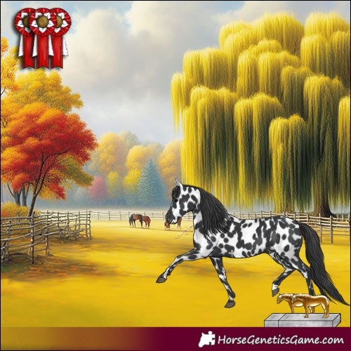 Horse Color:Black Appaloosa 