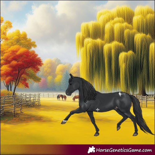 Horse Color:Black Appaloosa
