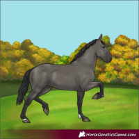 Horse Color:Grullo Rabicano 