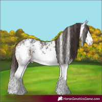 Horse Color:White Spotted Buckskin 