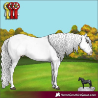 Horse Color:White Spotted Black Chinchilla Sabino Appaloosa Rabicano 