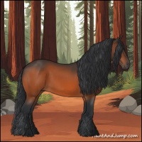 Horse Color:Bay 