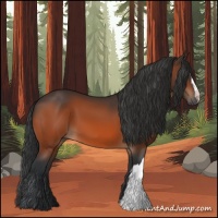Horse Color:Bay 