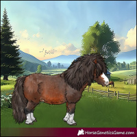 Horse Color:Bay Appaloosa 
