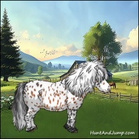 Horse Color:Brown Appaloosa 