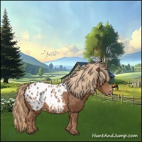 Horse Color:Chestnut Appaloosa 