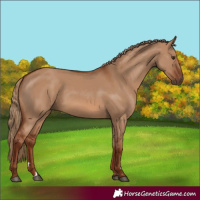 Horse Color:Red Dun Rabicano 