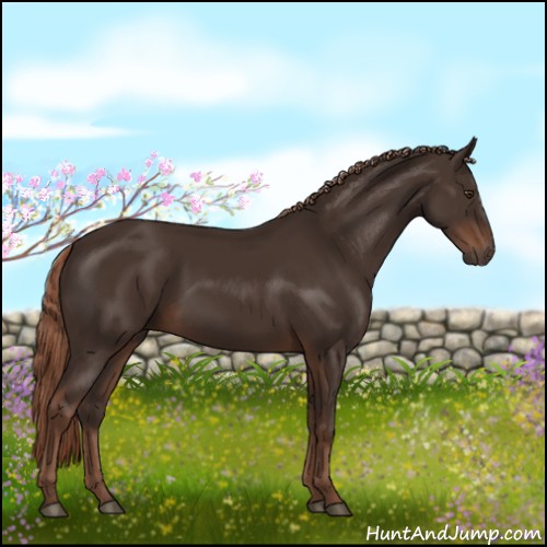 Horse Color:Liver Chestnut Rabicano 