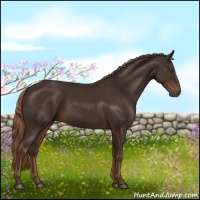 Horse Color:Liver Chestnut Rabicano 